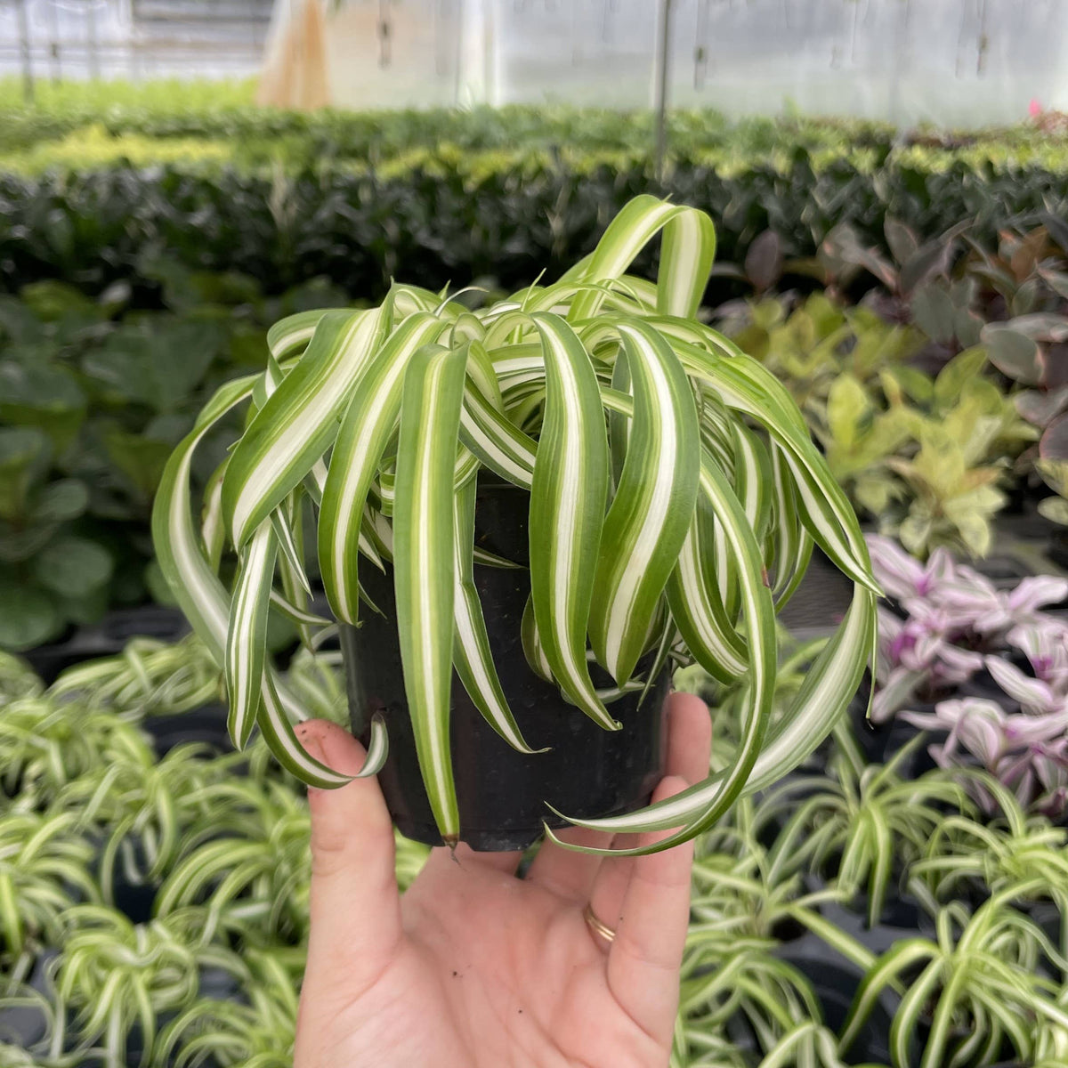 Curly Spider Plant - Pet Safe Live Plant