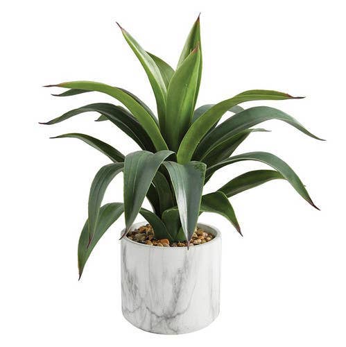 Big Agave In Marble Pot