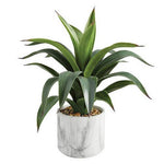 Big Agave In Marble Pot
