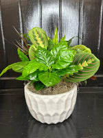 8" Ceramic Planter- Varies