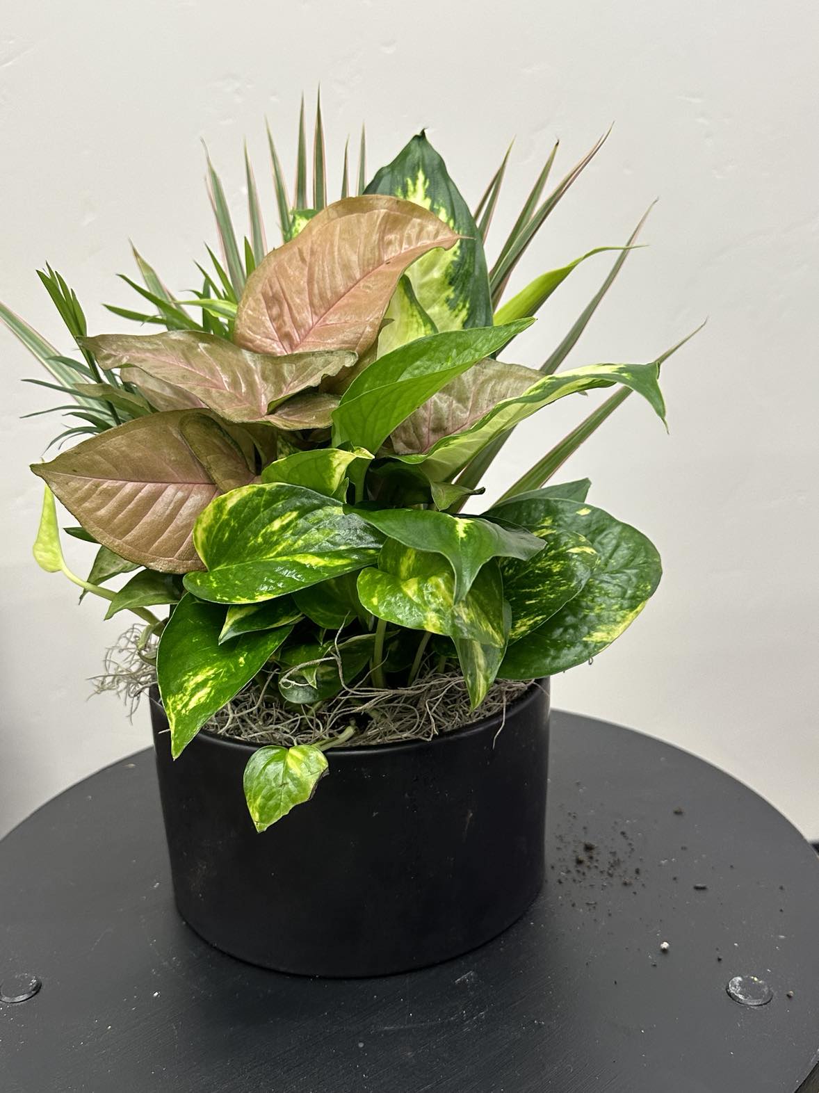 8" Planter- Varies