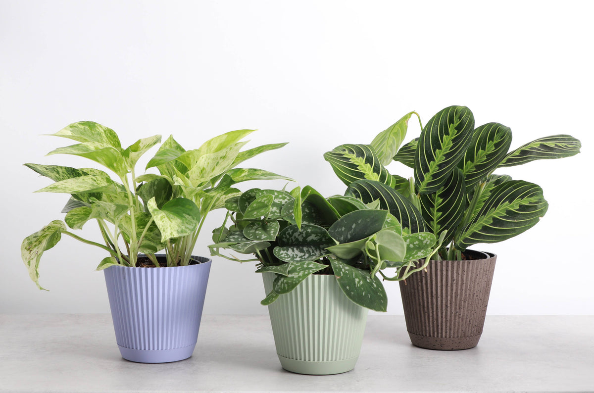 Ruffle Textured Plastic Planter with Attached Saucer