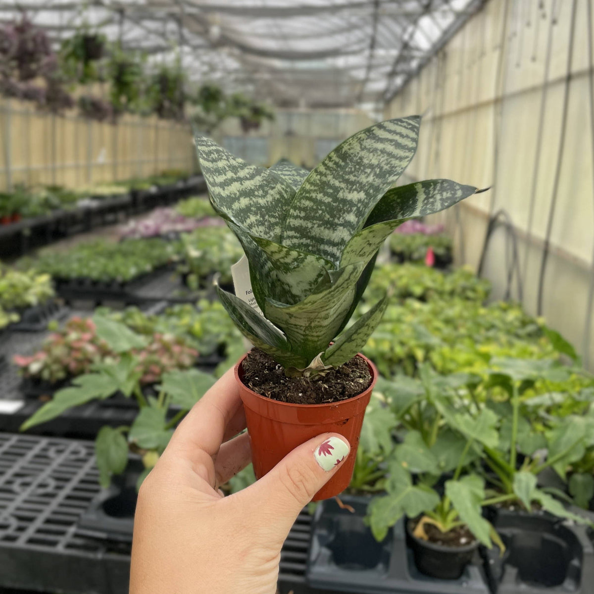 Bird's Nest Snake Plant - Live Plant - Assorted Varieties