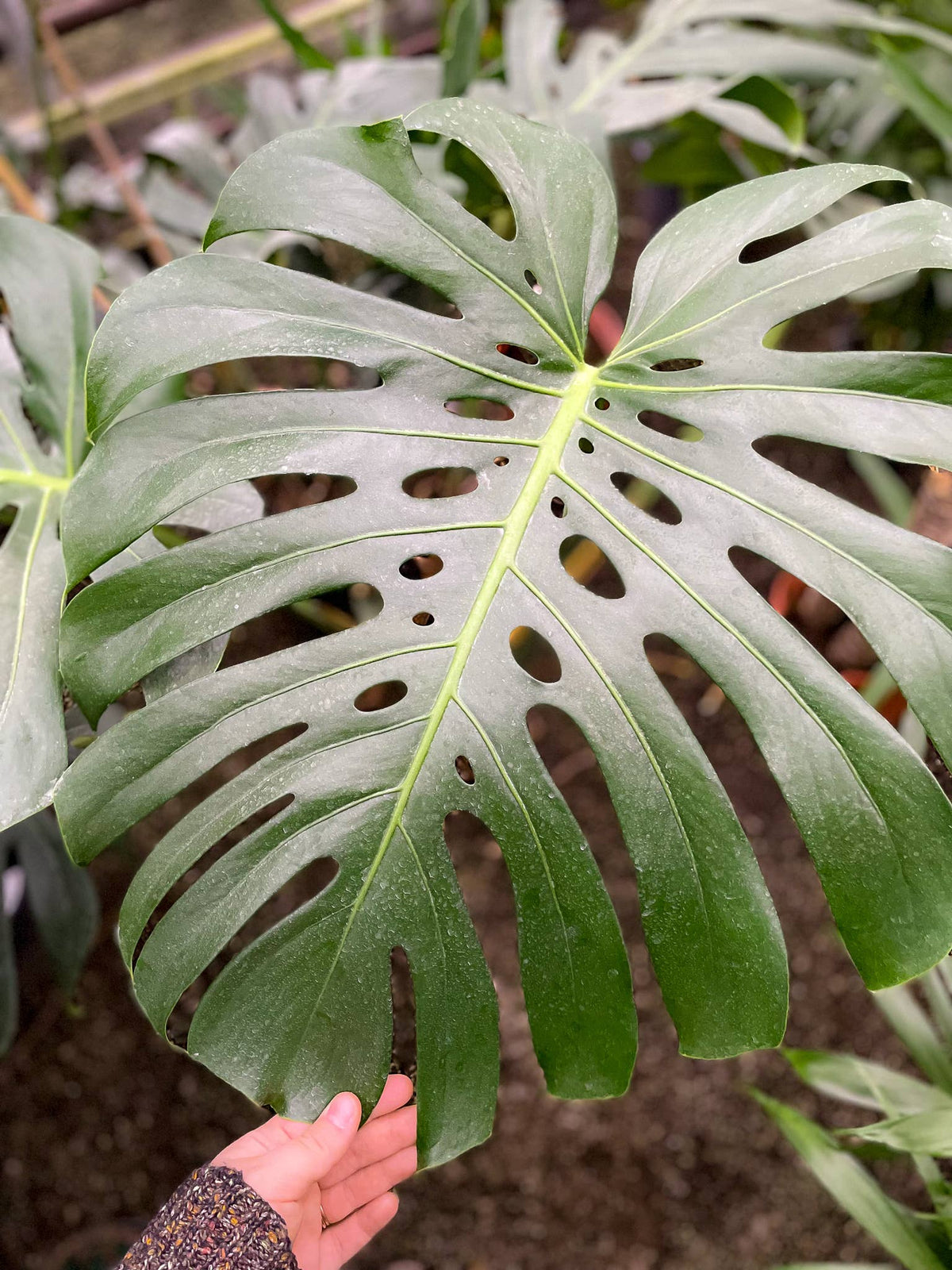 Monstera Deliciosa - Live Plant