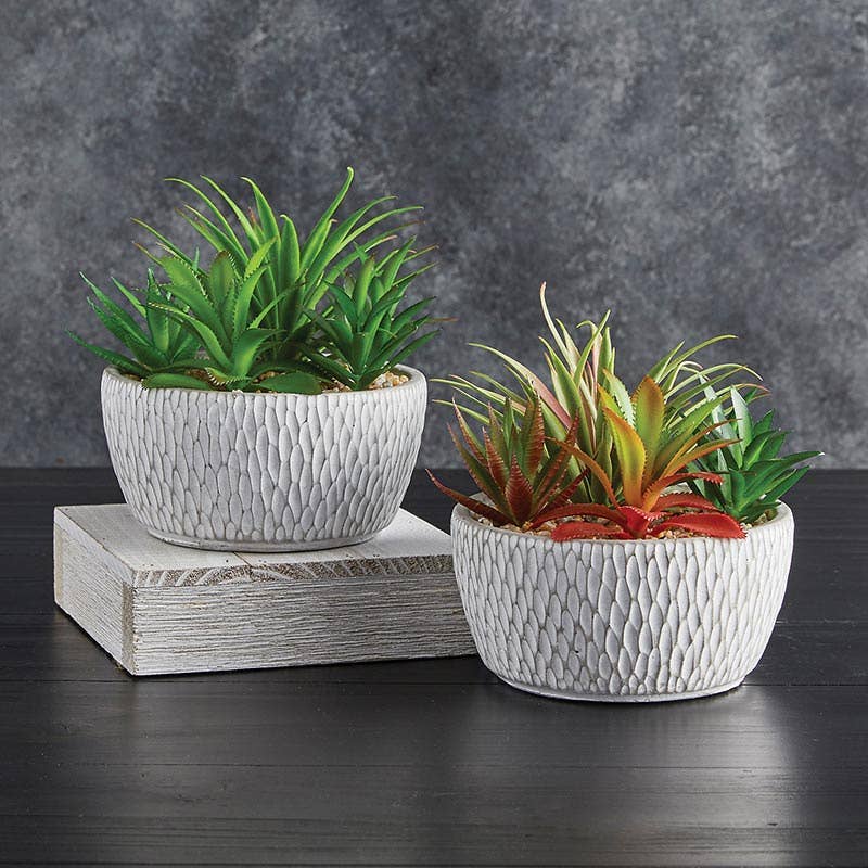 Succulents In Round Pot