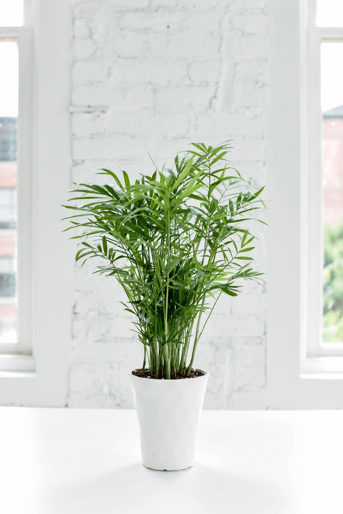 Neanthe Bella Palm, Parlor Palm - Live Plant