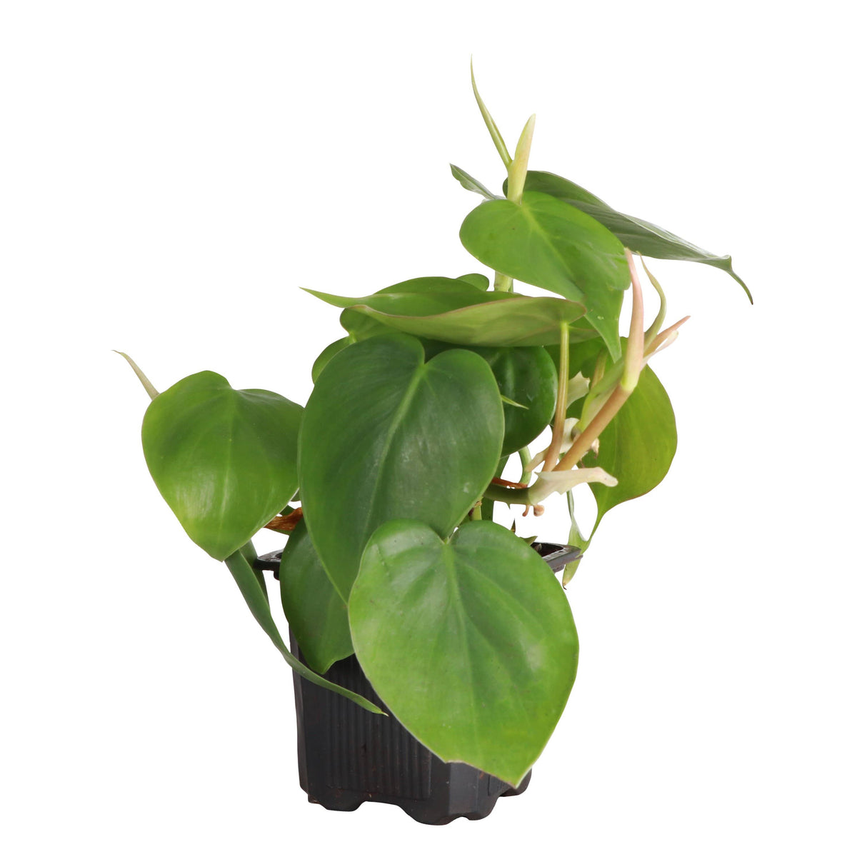 Heartleaf Philodendron - Live Plant