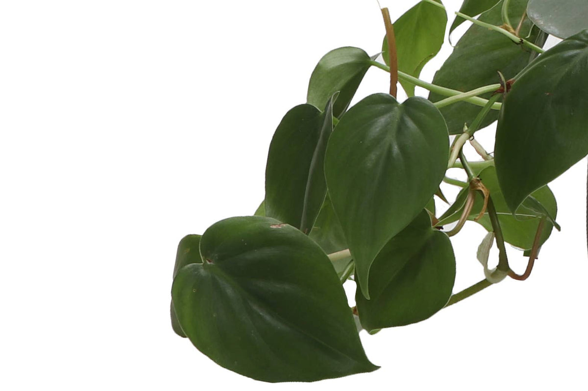 Heartleaf Philodendron - Live Plant