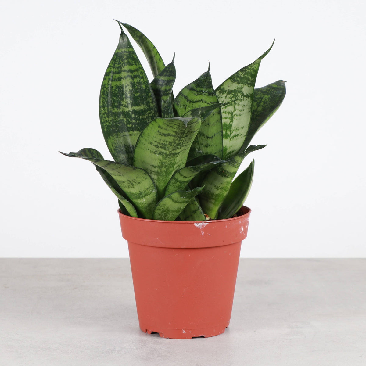 Bird's Nest Snake Plant - Live Plant - Assorted Varieties