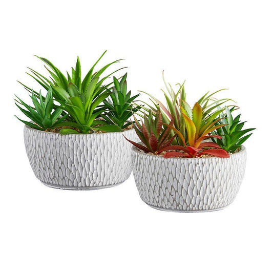 Succulents In Round Pot