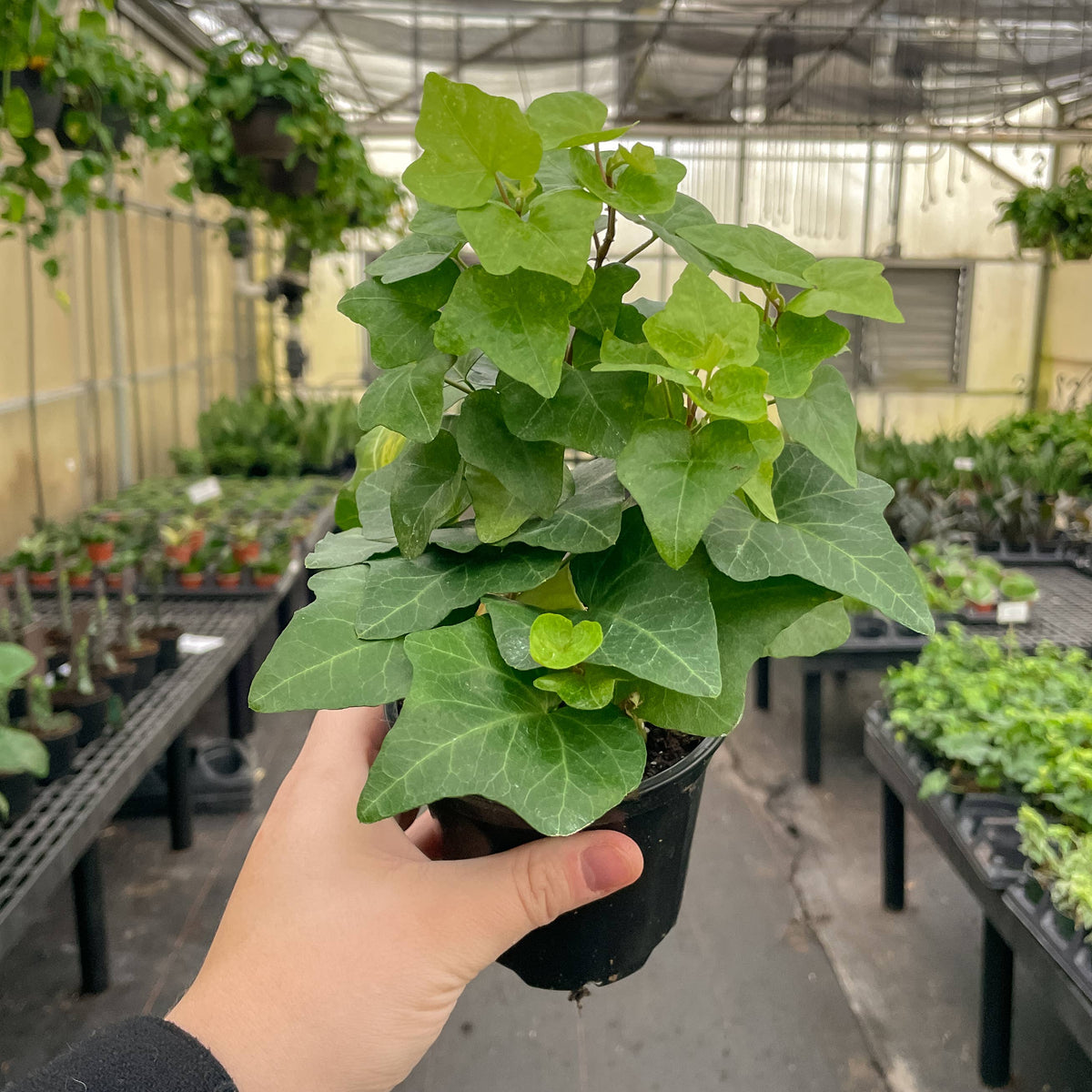 English Ivy - Live Plant