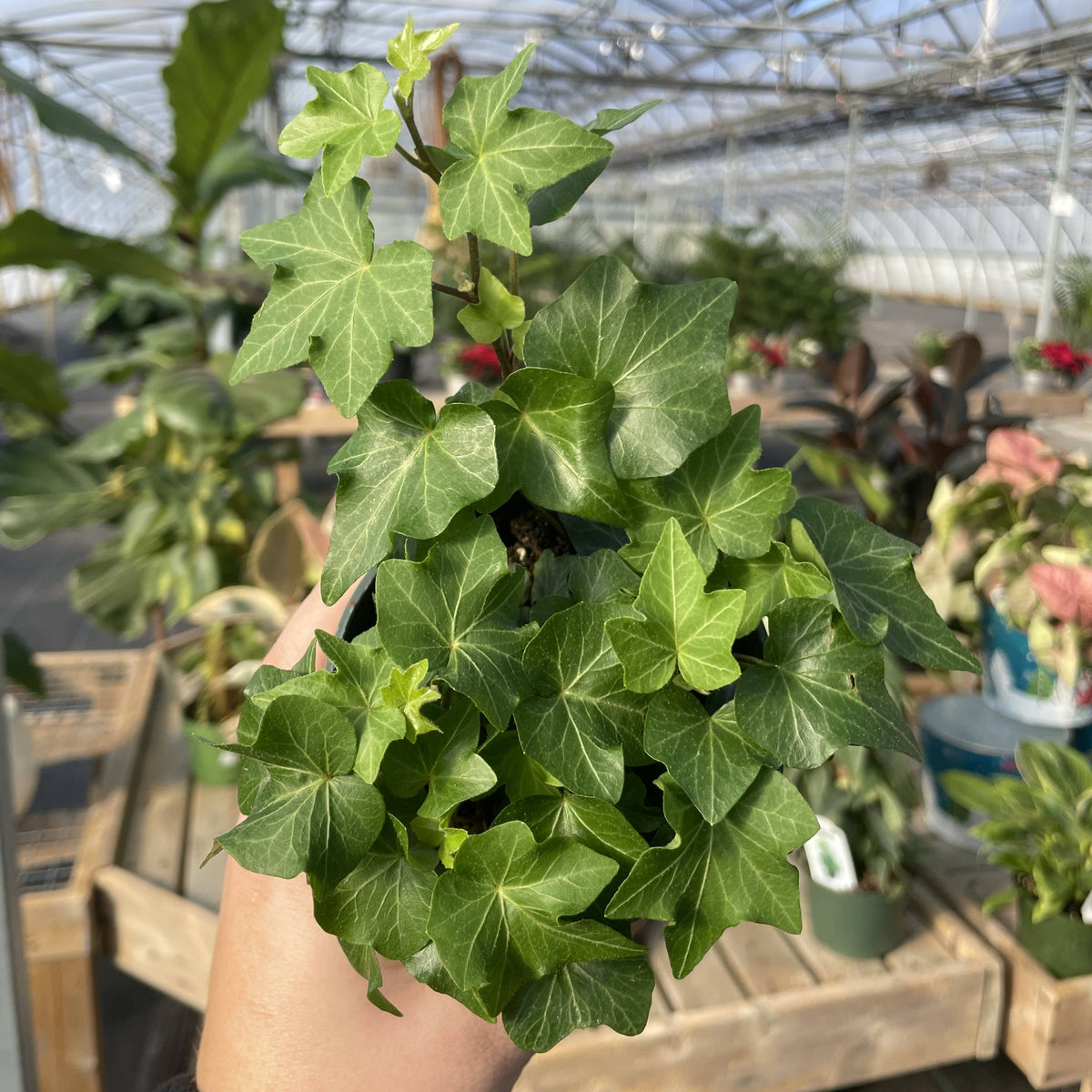 English Ivy - Live Plant