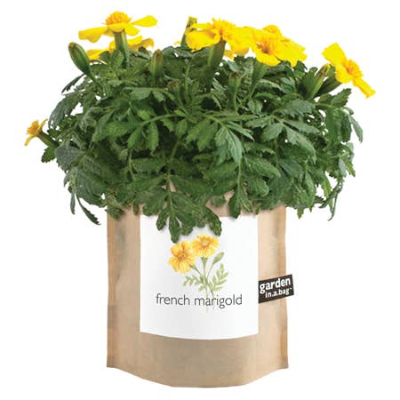 Garden in a Bag | French Marigold | Flower lover