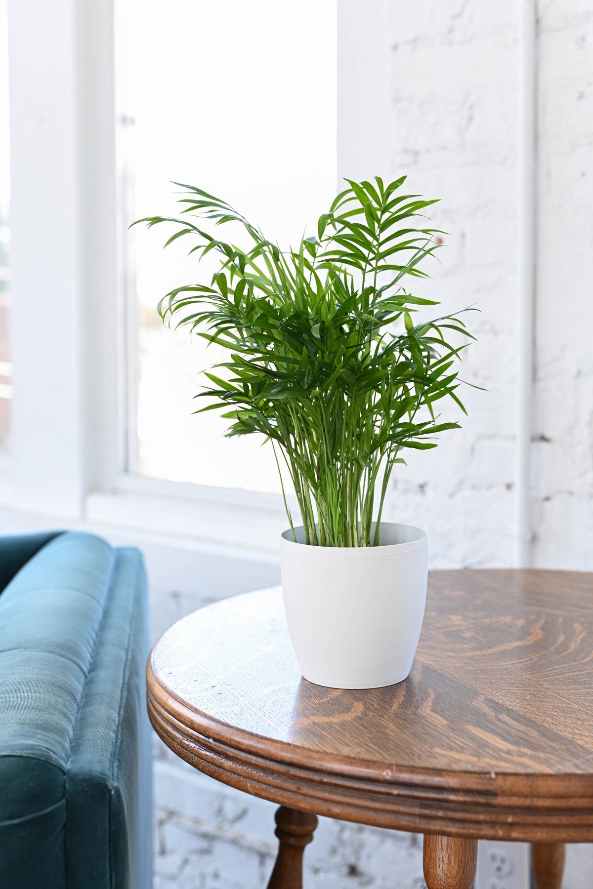 Neanthe Bella Palm, Parlor Palm - Live Plant