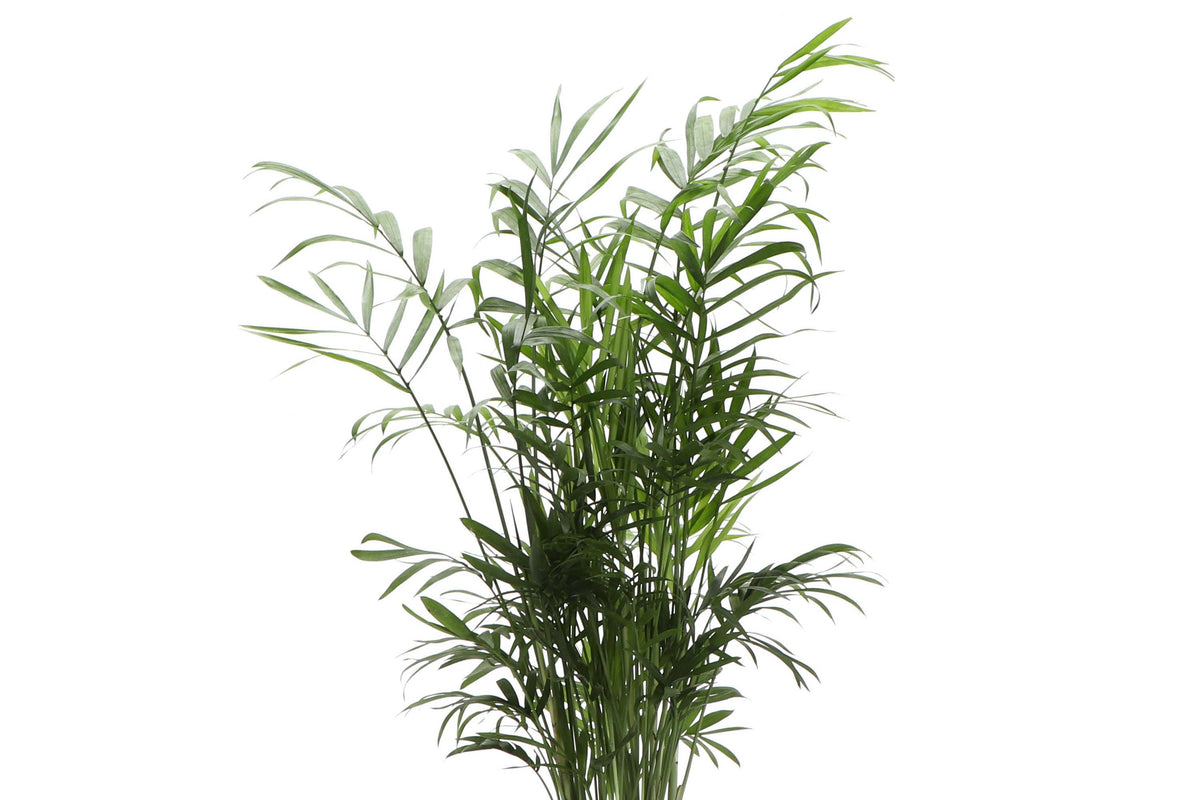 Neanthe Bella Palm, Parlor Palm - Live Plant