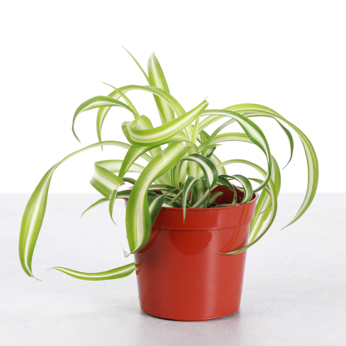 Curly Spider Plant - Pet Safe Live Plant