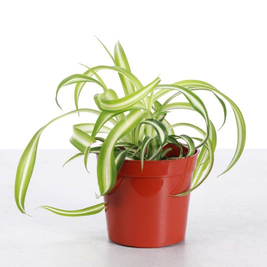 Curly Spider Plant - Pet Safe Live Plant