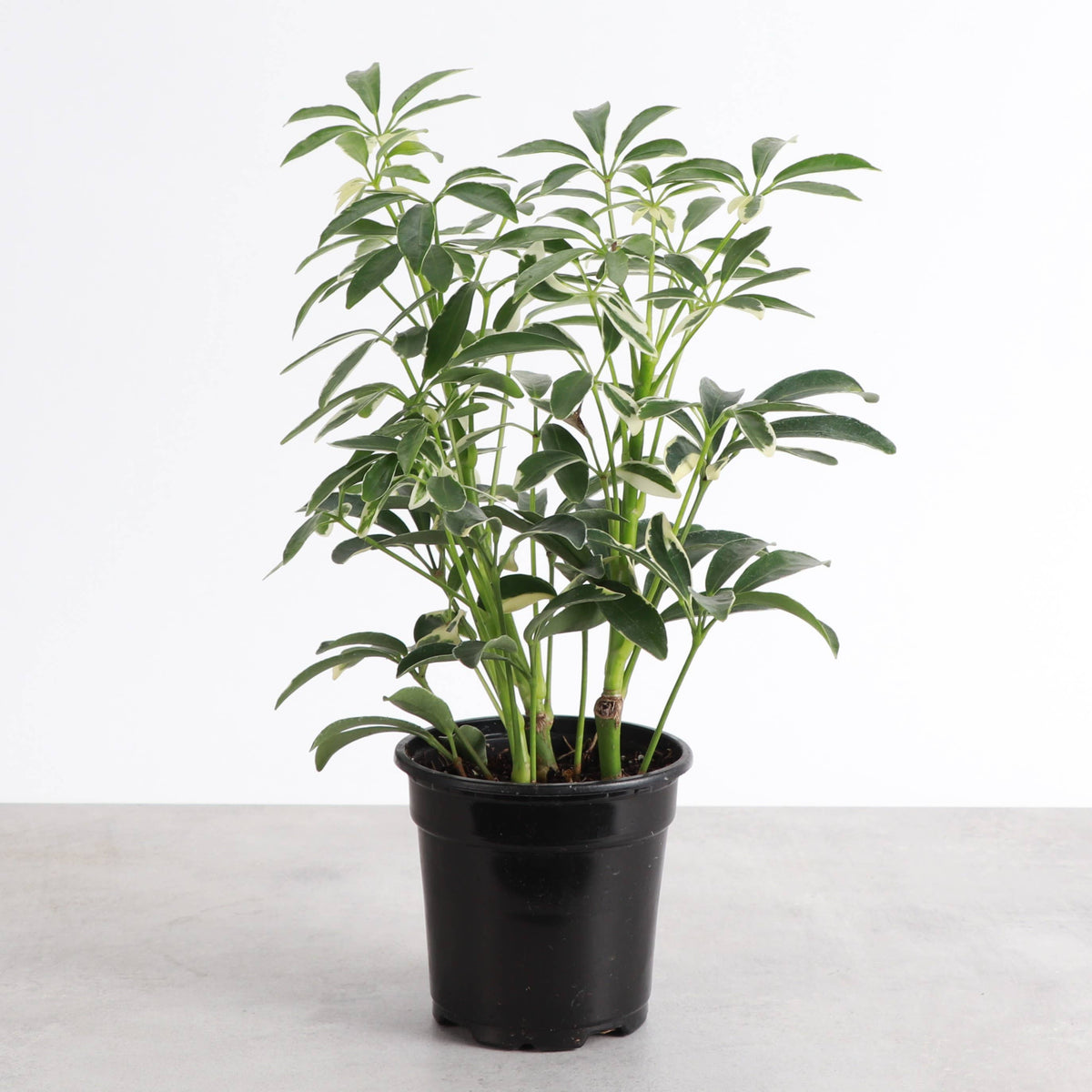 Variegated Schefflera Arboricola -  Live Plant