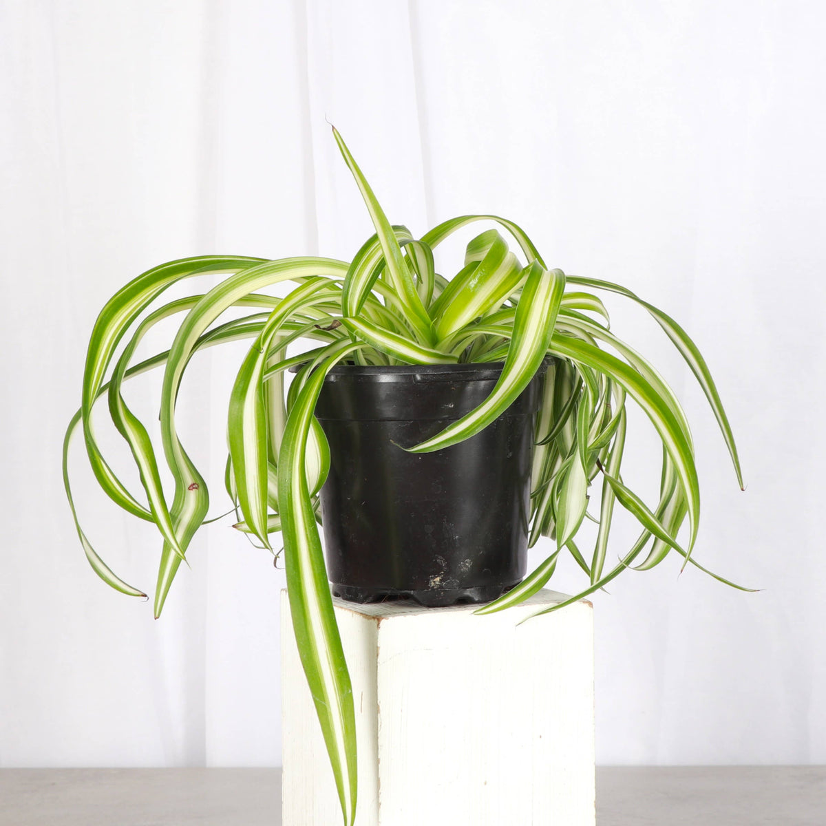 Curly Spider Plant - Pet Safe Live Plant