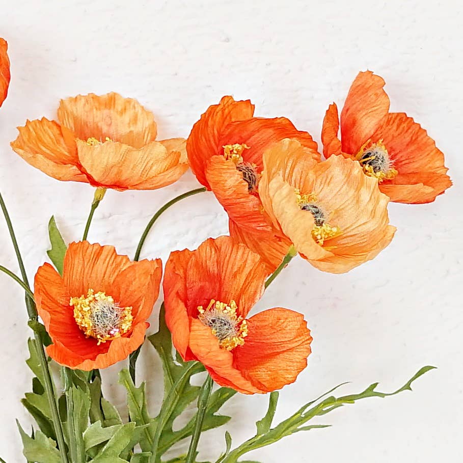 Wrinkle Poppy Bush-Orange-