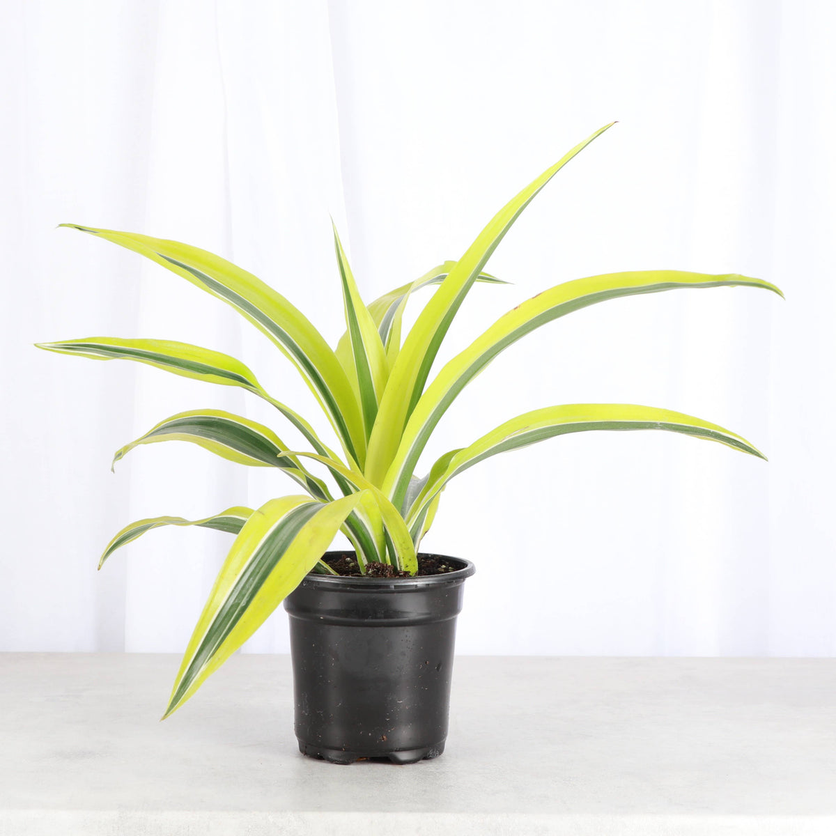 Lemon Lime Dracaena - Live Plant