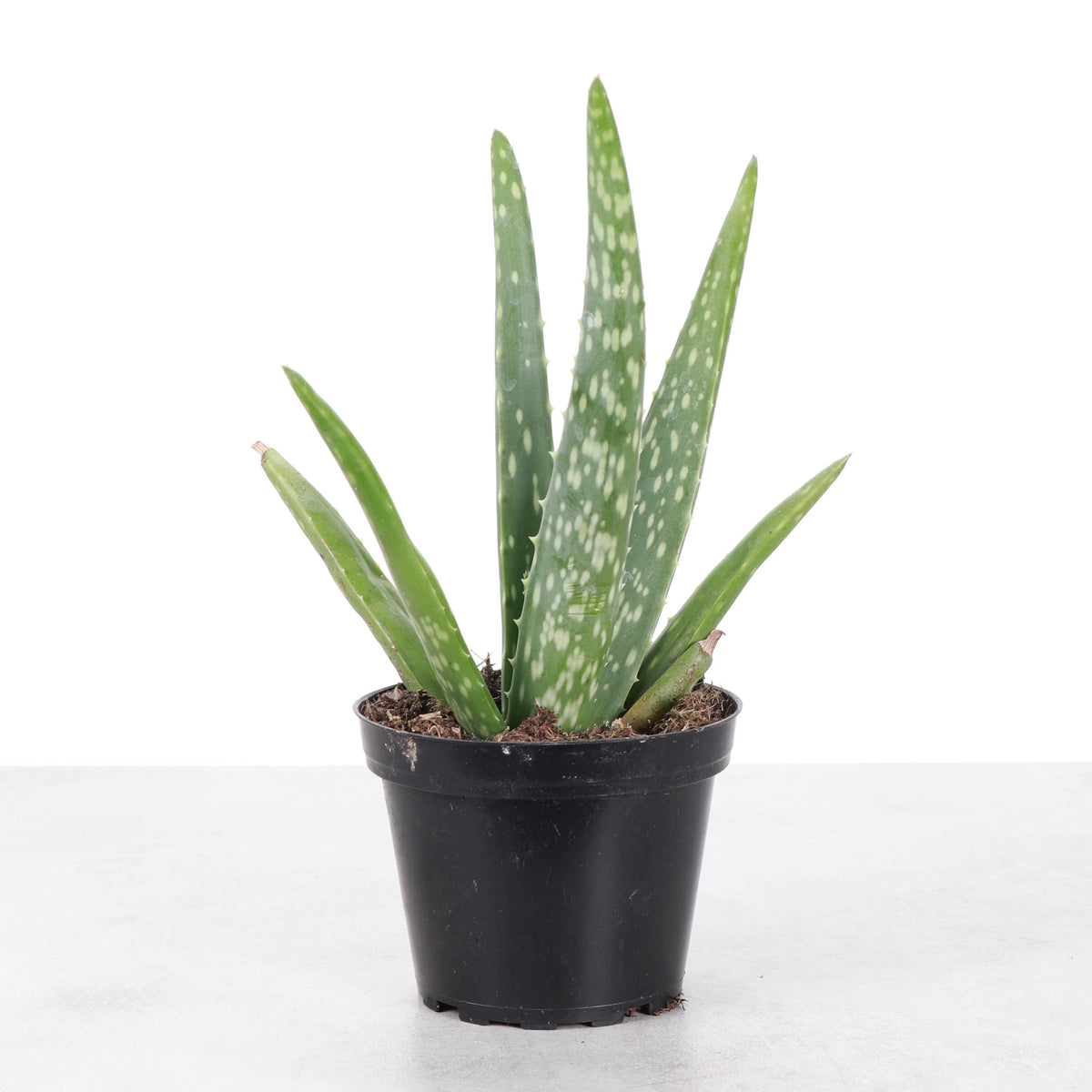 Aloe Vera Plant - Live Plant