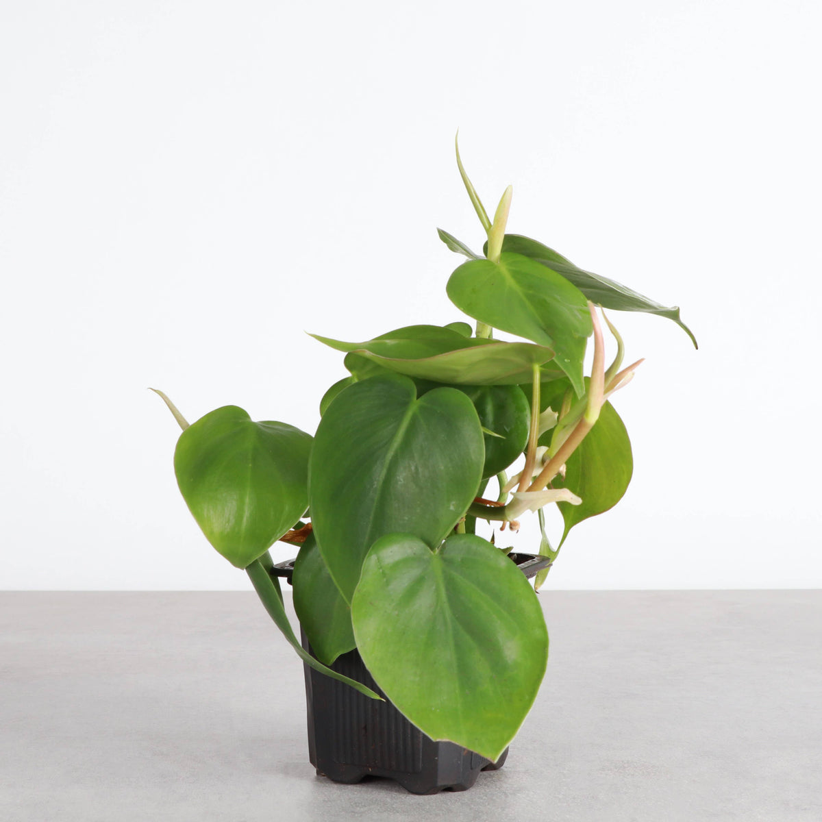 Heartleaf Philodendron - Live Plant