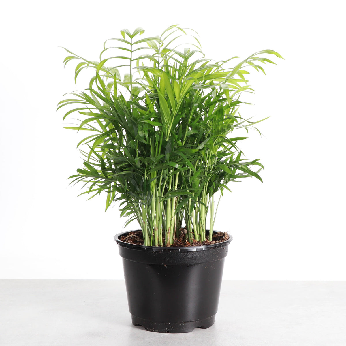 Neanthe Bella Palm, Parlor Palm - Live Plant