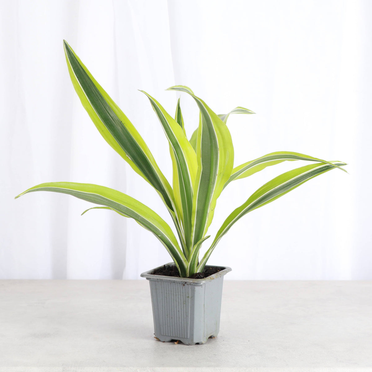 Lemon Lime Dracaena - Live Plant