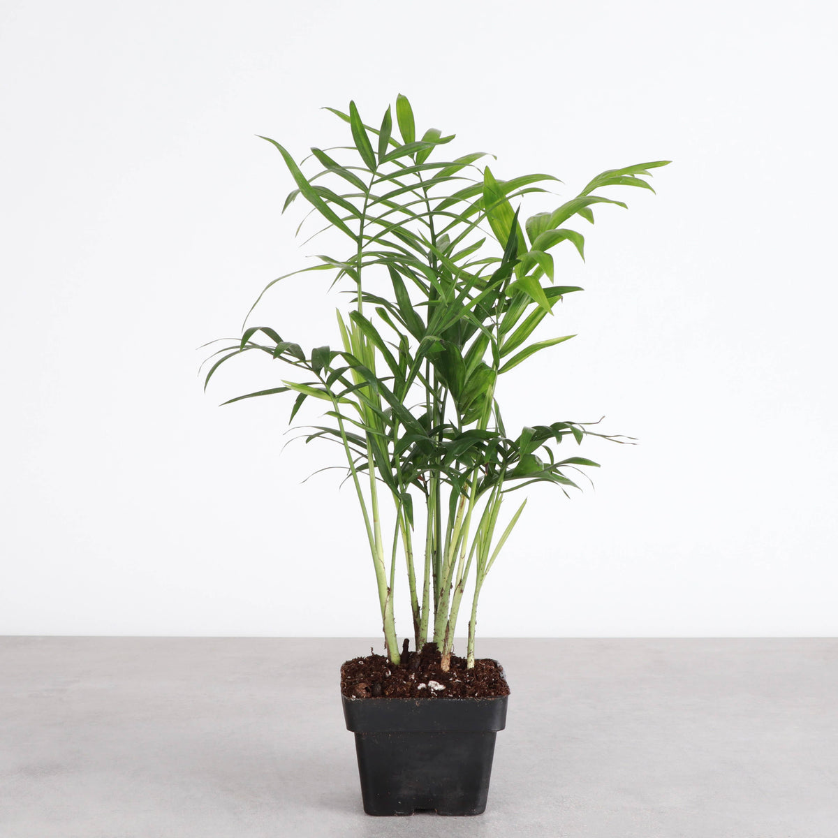 Neanthe Bella Palm, Parlor Palm - Live Plant