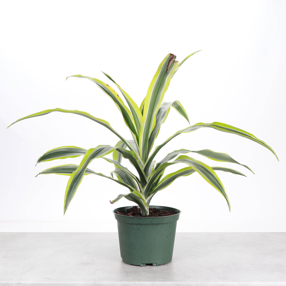 Lemon Lime Dracaena - Live Plant