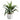 Big Agave In Marble Pot