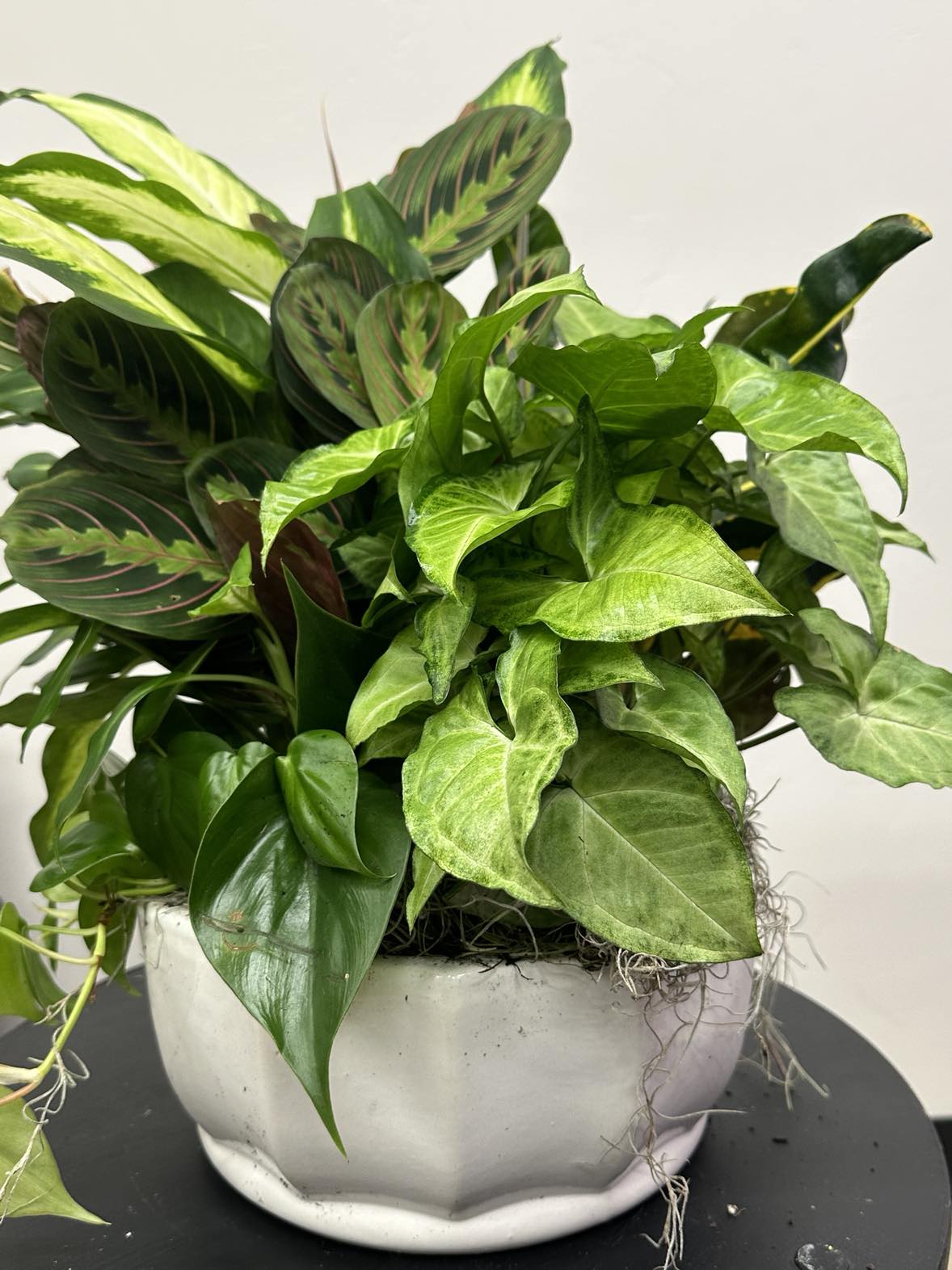 10" Ceramic Potted Plants- Varies