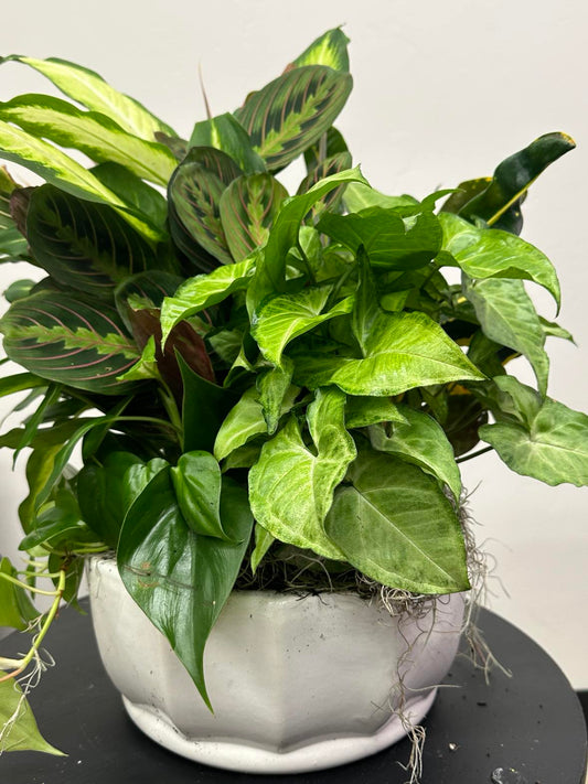 10" Ceramic Potted Plants- Varies