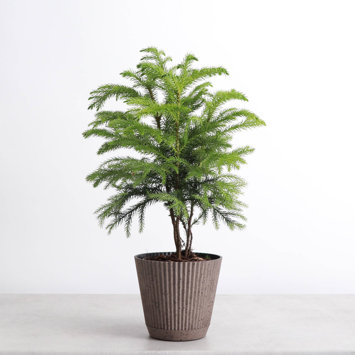 Ruffle Textured Plastic Planter with Attached Saucer