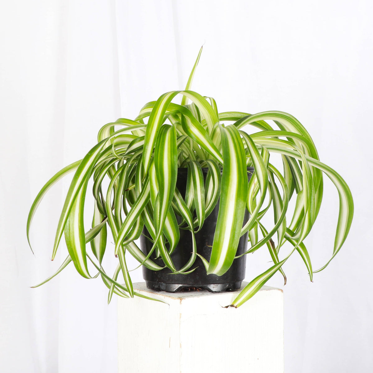 Curly Spider Plant - Pet Safe Live Plant
