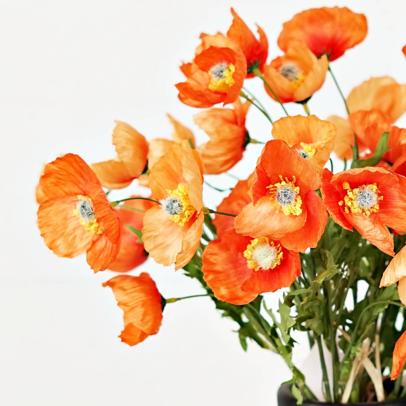 Wrinkle Poppy Bush-Orange-