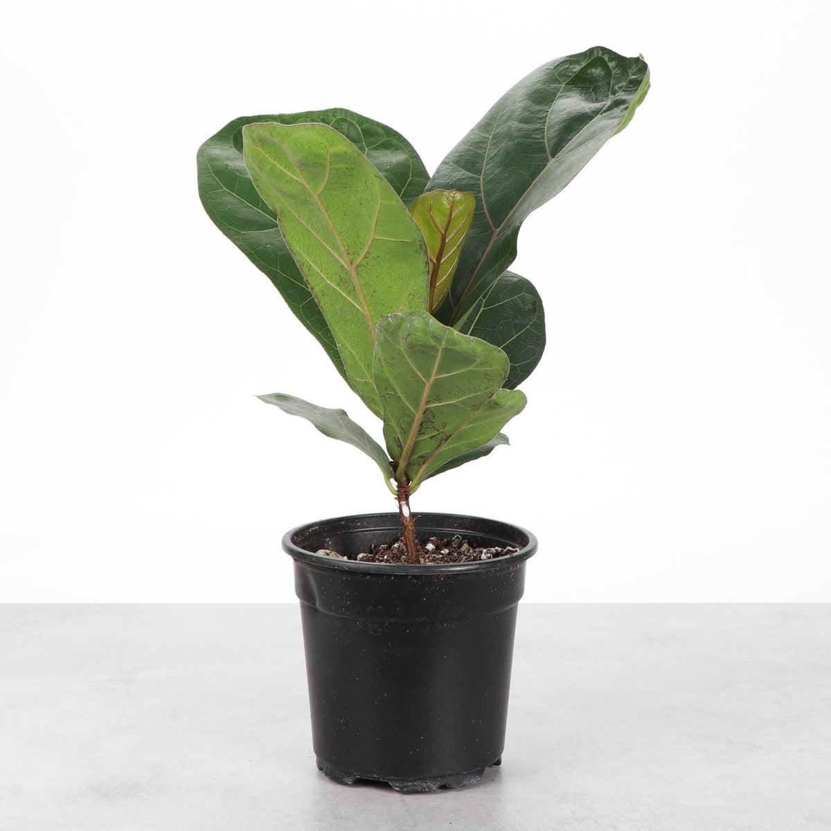 Fiddle Leaf Fig Plant - Live Plant