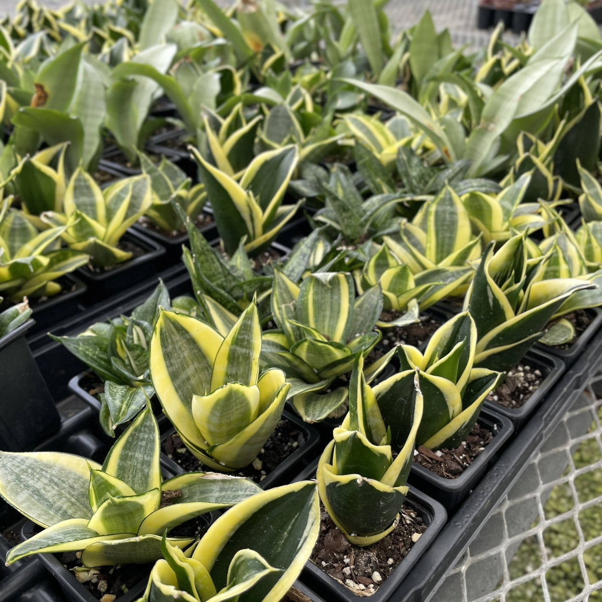 Bird's Nest Snake Plant - Live Plant - Assorted Varieties