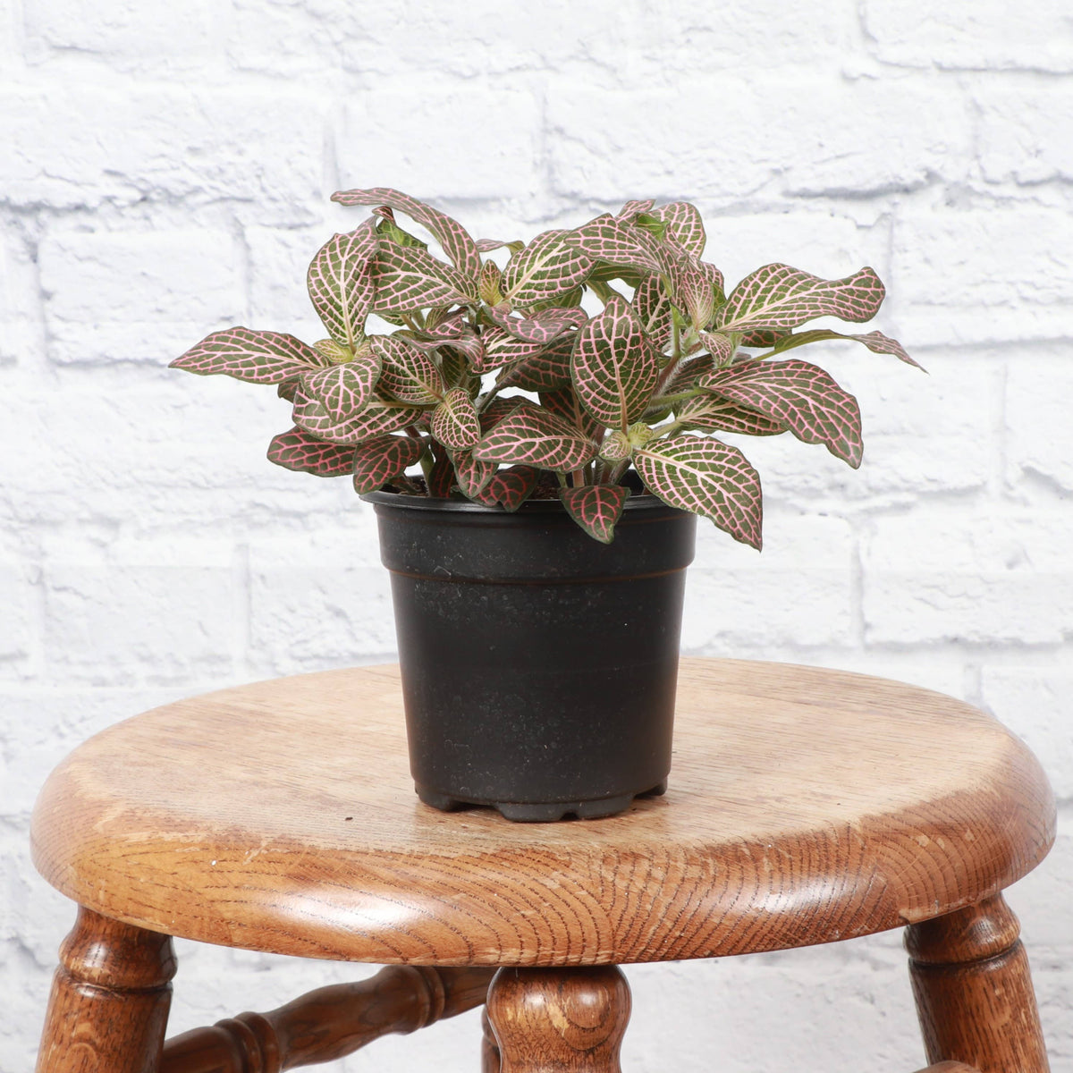 Pink Fittonia Nerve Plant - Live Plant