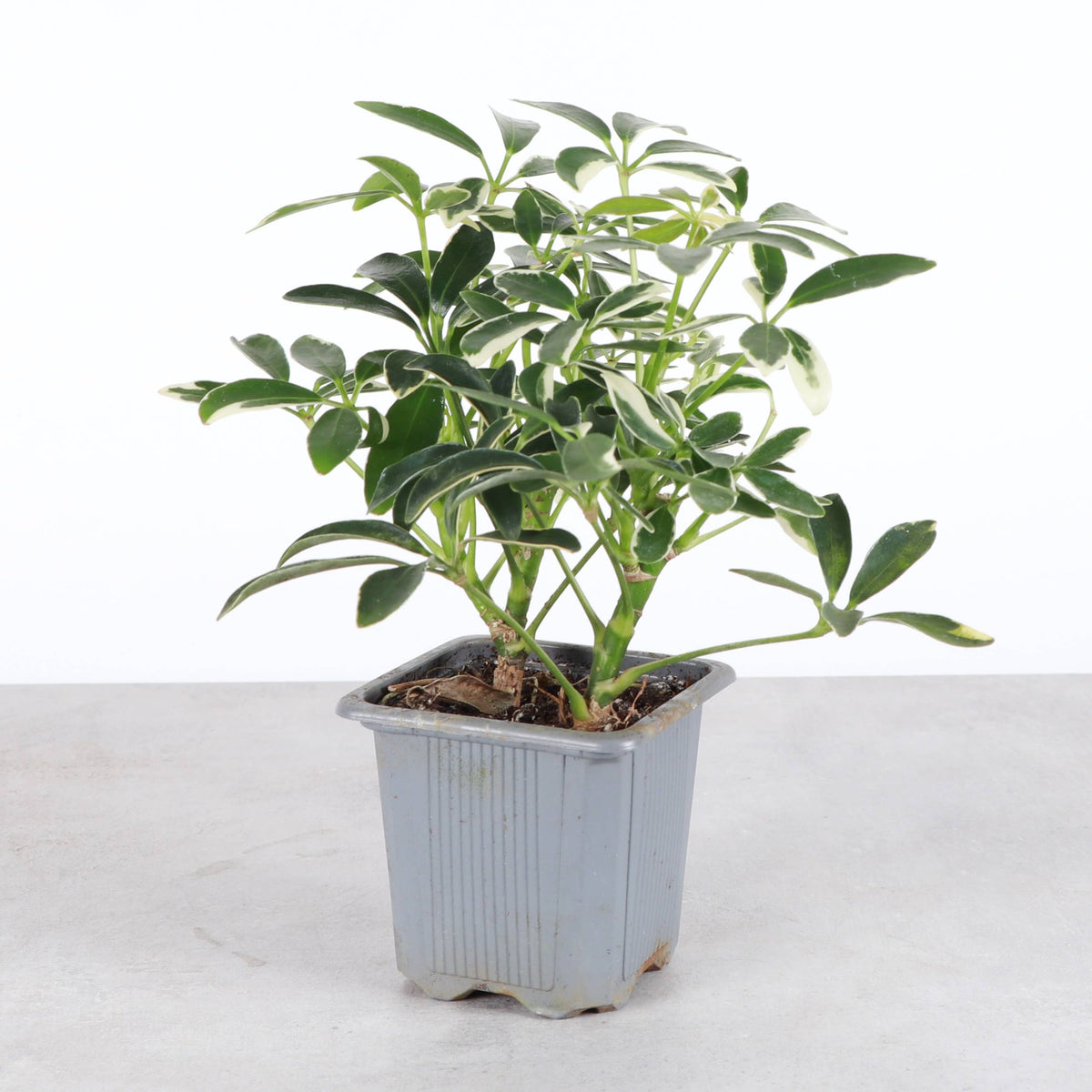 Variegated Schefflera Arboricola -  Live Plant