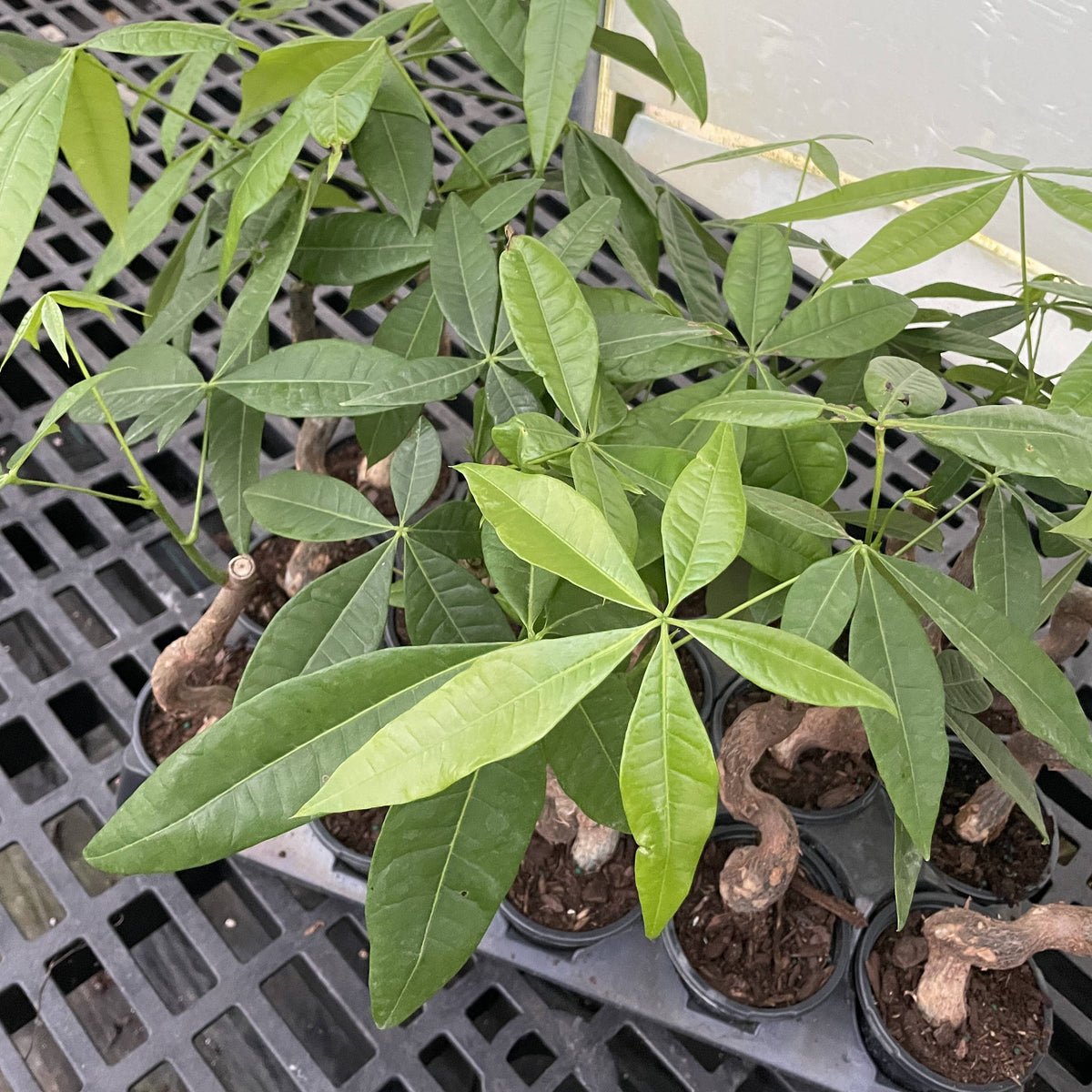 Money Tree - 4" Live Plant