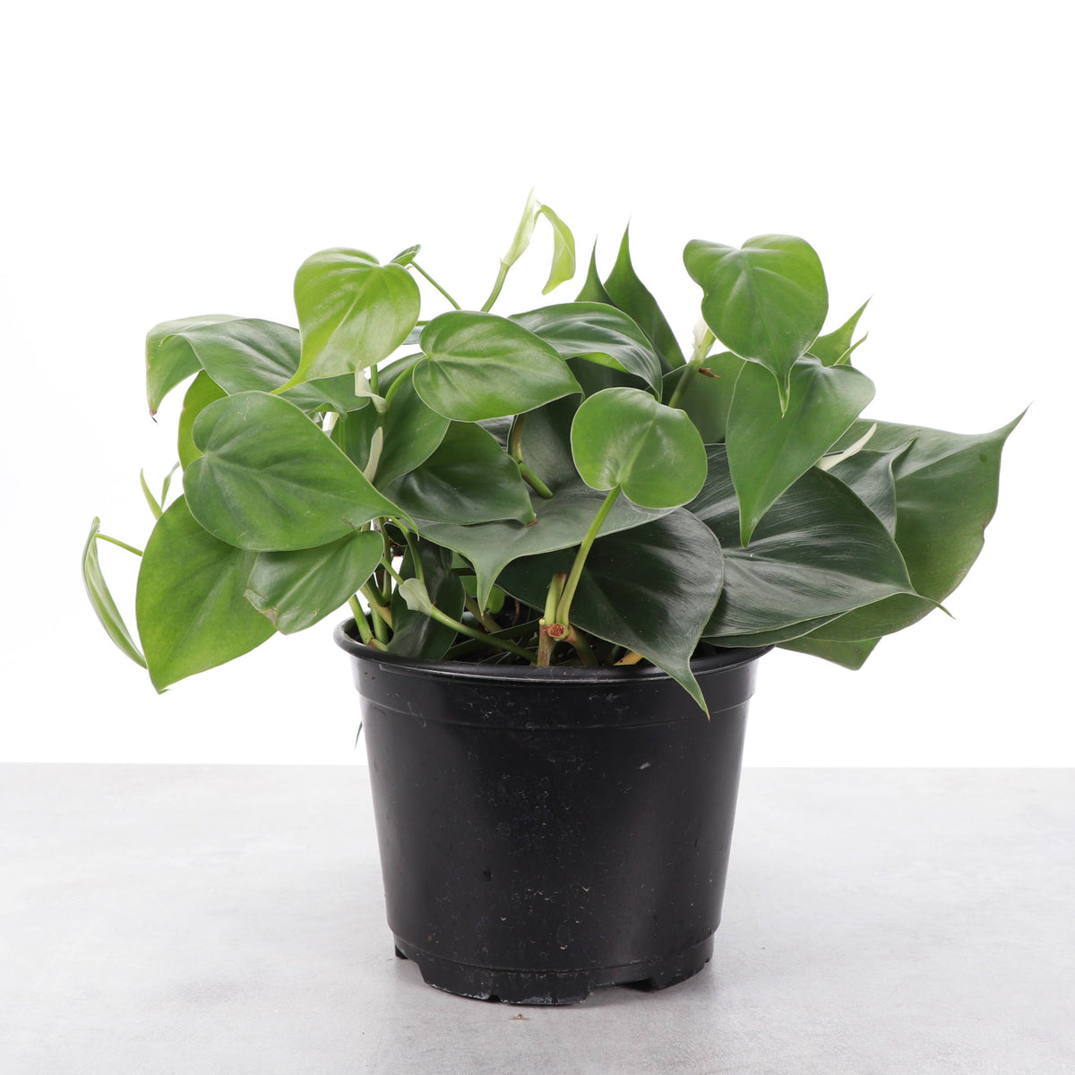 Heartleaf Philodendron - Live Plant