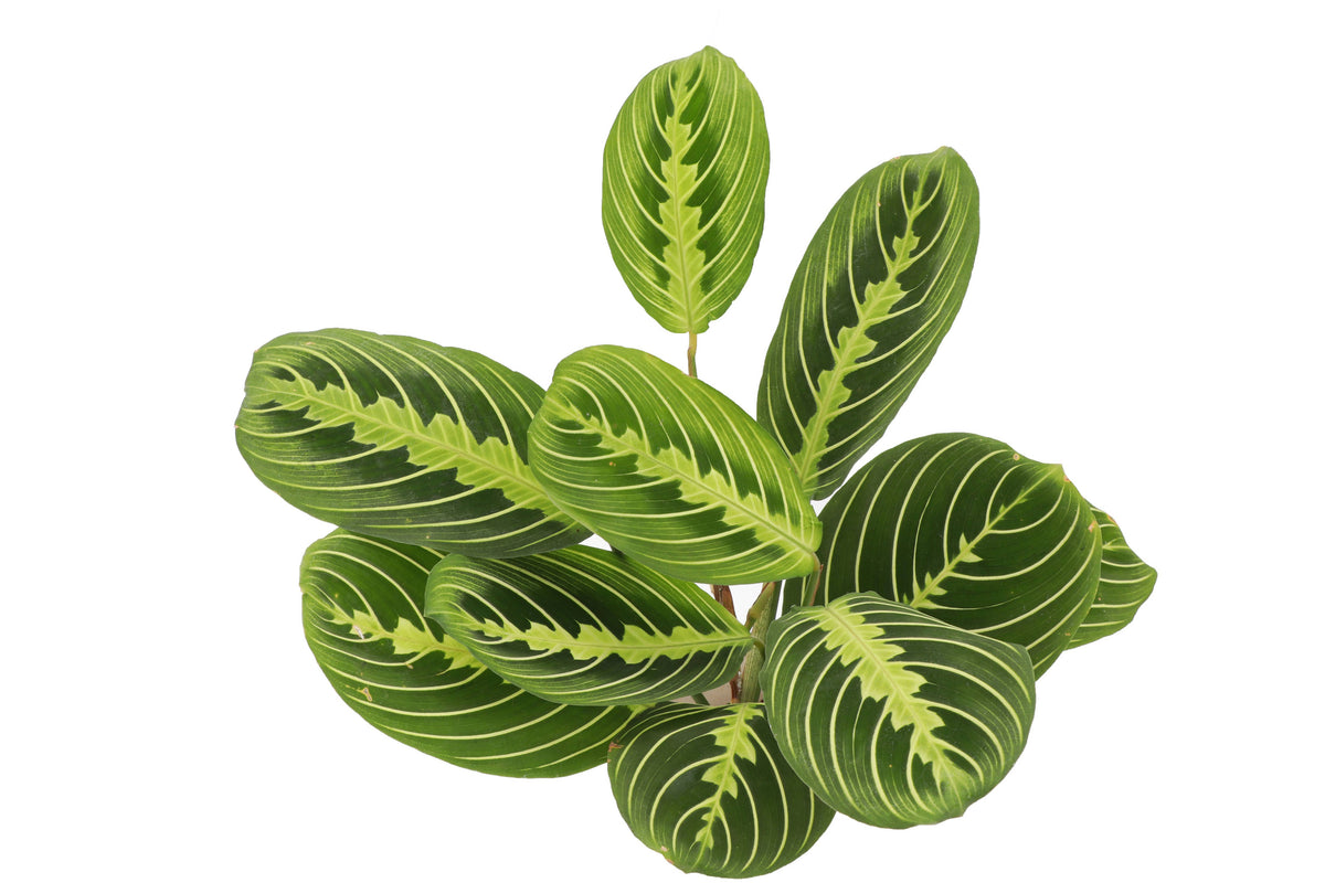 Lemon Lime Prayer Plant - Live Plant