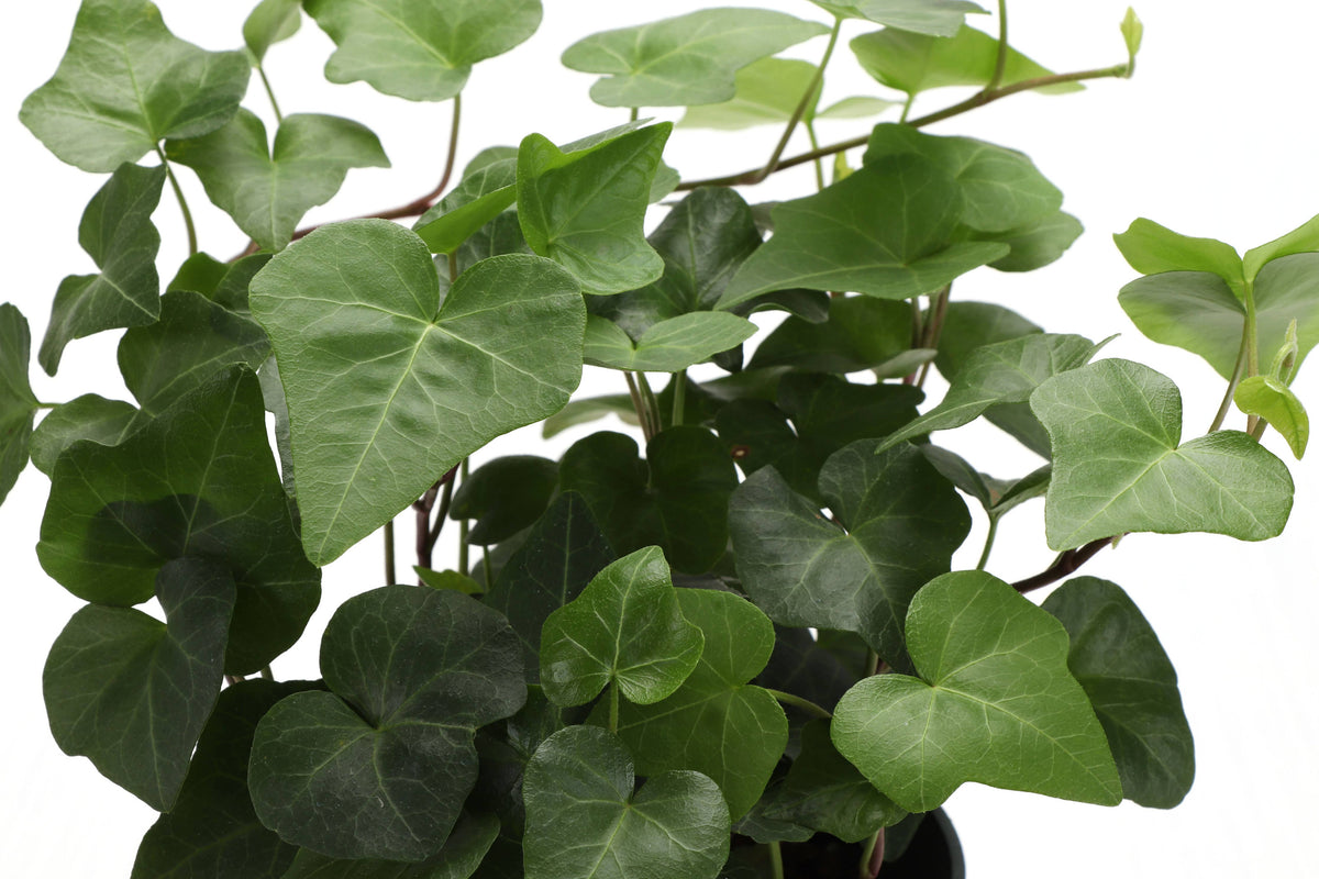 English Ivy - Live Plant