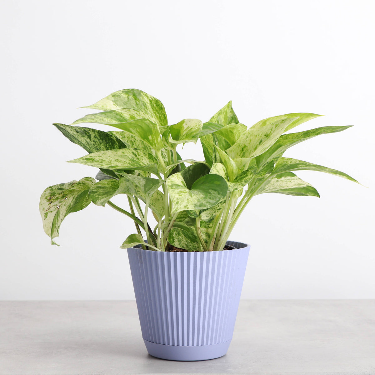 Ruffle Textured Plastic Planter with Attached Saucer