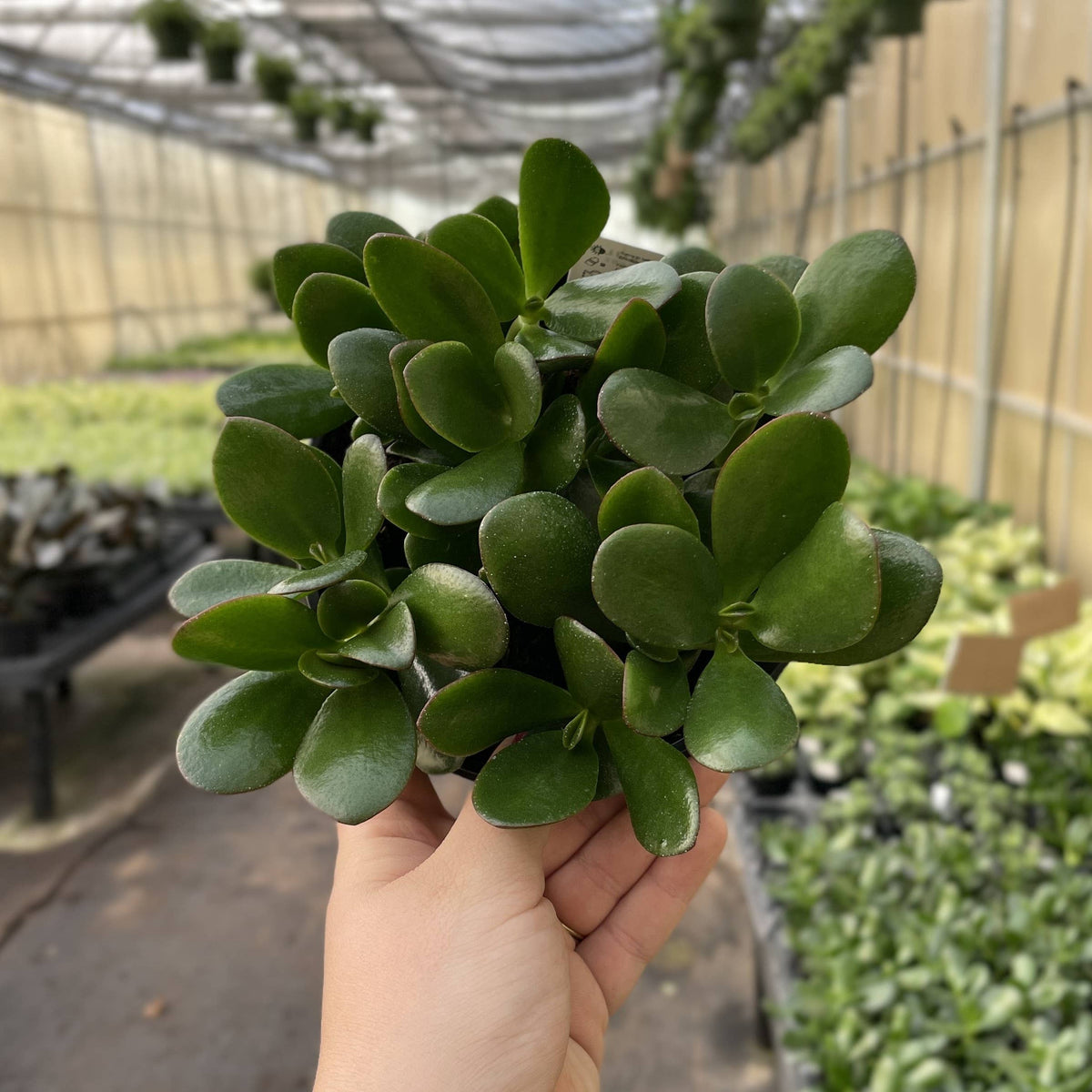 Jade Succulent Plant - Live Plant