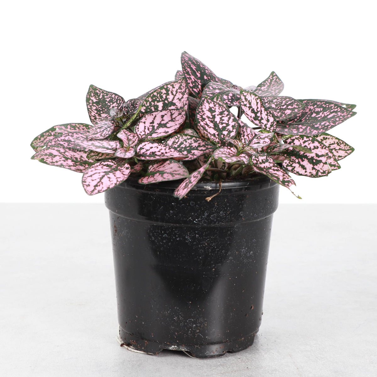 Pink Splash Plant - Live Plant