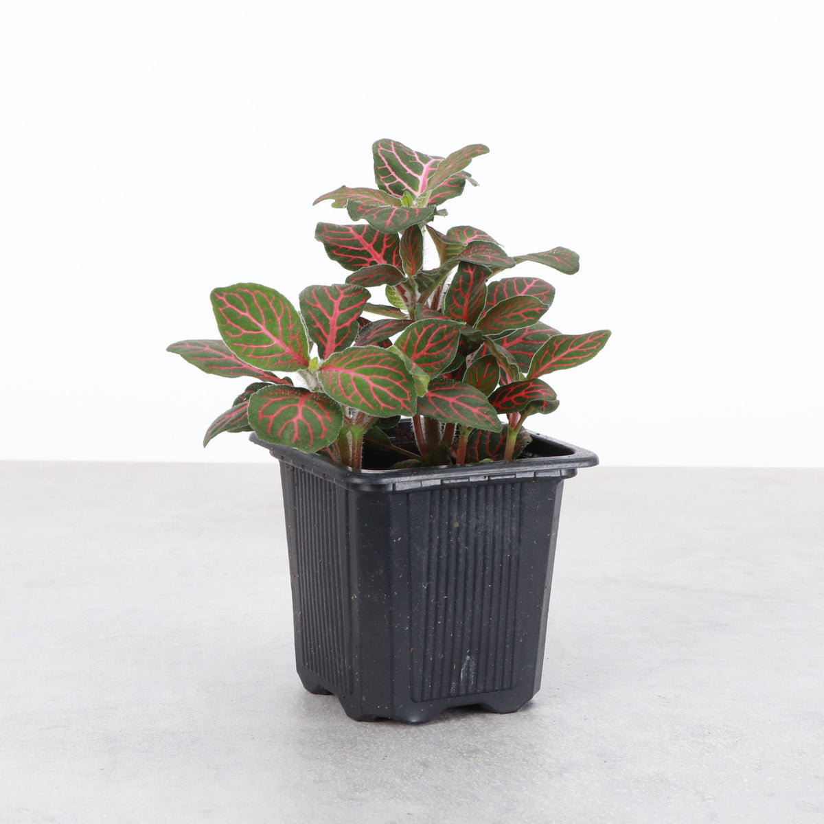 Red Fittonia Nerve Plant - Live Plant