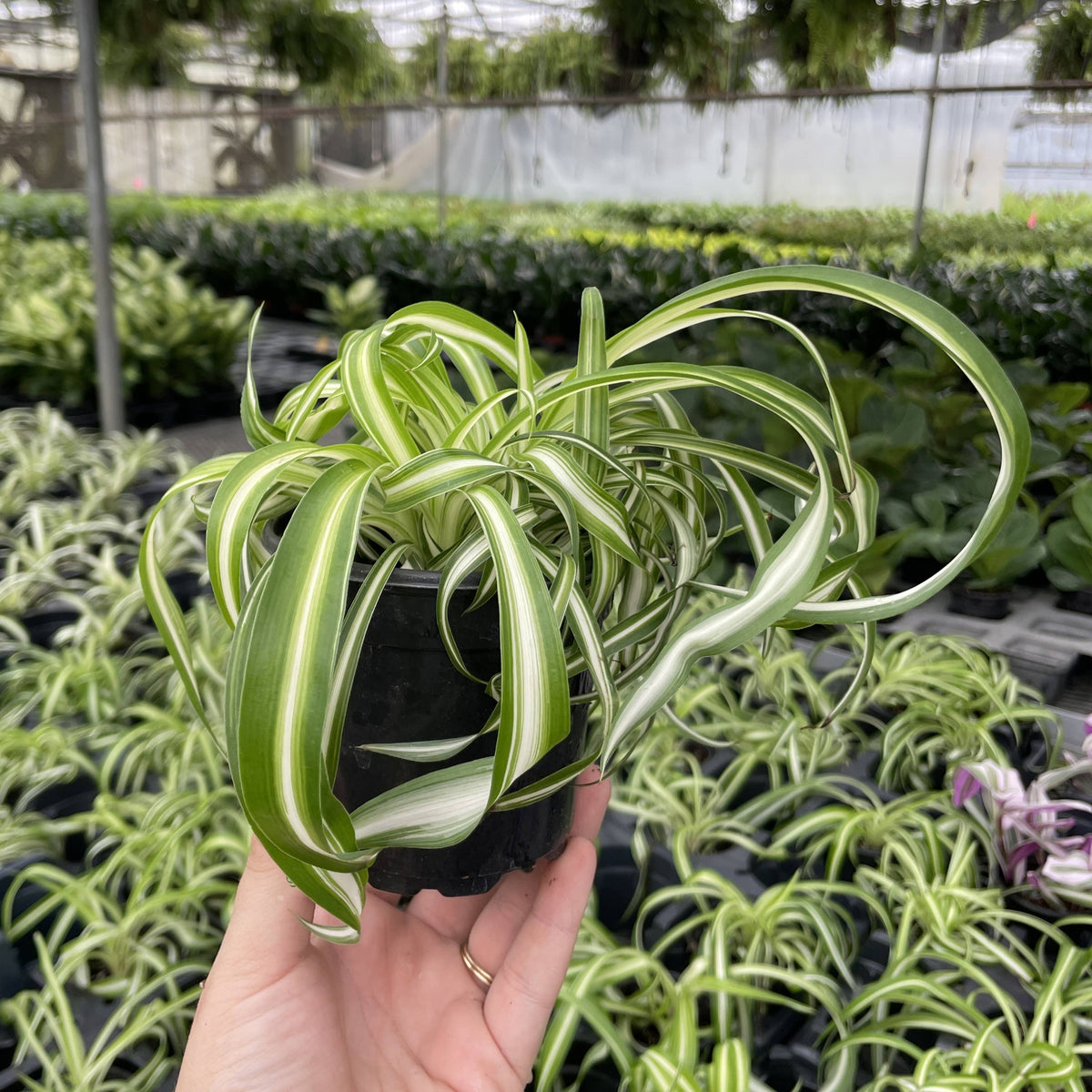 Curly Spider Plant - Pet Safe Live Plant